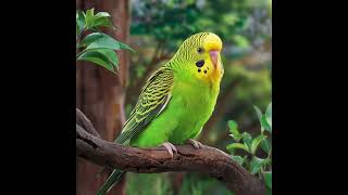 CREATE OF BUDGERIGARS   AICAT [upl. by Wivina954]