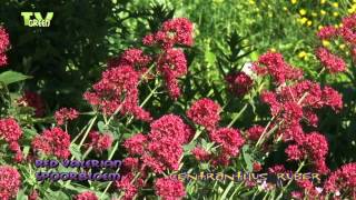 Red Valerian  Spoorbloem  rode valeriaan  Centranthus ruber [upl. by Margaretha491]