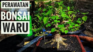 Rutinitas Perawatan Bonsai Waru [upl. by Bathilda]