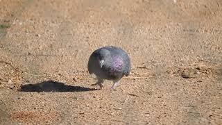 Feral Pigeon Feeding [upl. by Eusoj37]