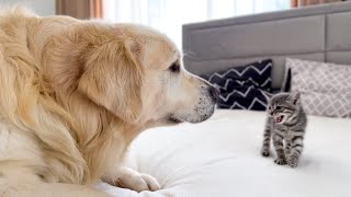 Golden Retriever Meets New Tiny Kitten for the First Time [upl. by Ubald756]