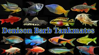 Top 20 Tank Mates Of Denison Barb  Roseline Shark Tank Mates [upl. by Nyltiac535]