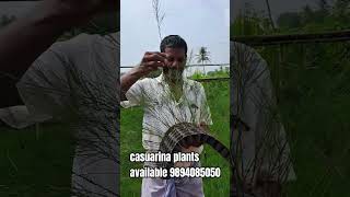 casuarina plants available casuarina tree9894085050 [upl. by Wilie]