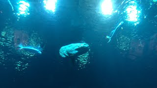 Saying Hello To Our New Ocean Sunfish or Mola mola  Live From Monterey Bay [upl. by Akessej]