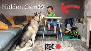 Baby amp Husky Work Together To Sneak Food Behind Dad’s Back HUSKY OBEDIENCE TEST EPIC FAIL [upl. by Teuton]