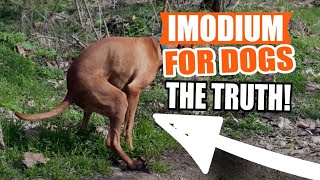 IMODIUM for DOGS 🐶💊Uses Dosage and Side Effects [upl. by Eelyram137]