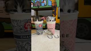 Cute kittens ❤️❤️😻cute cutecats kitten kittenlove [upl. by Idyh]