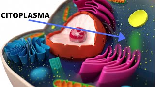 ¿Qué es el citoplasma y cuáles son sus funciones [upl. by Soisanahta688]