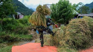 Young Man Helps Harvest Rice and Captures the Days Work [upl. by Henderson901]