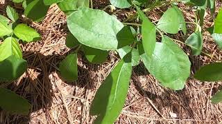 Toxicodendron radicans vs Toxicodendron pubescens [upl. by Ibocaj]