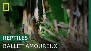 La querelle amoureuse du cobra royal [upl. by Lindbom]