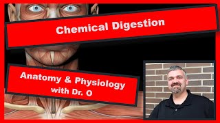 Chemical Digestion Anatomy and Physiology [upl. by Cheslie]