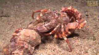 Incredible footage of hermit crab changing shells with anemones [upl. by Kessler]