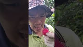 JUST THE TIP PART 4 HOW TO EAT RAMBUTAN BY HOEYFARMER [upl. by Asilrahc]