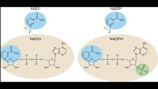 NADPH Definition Mechanism and Function [upl. by Verne190]