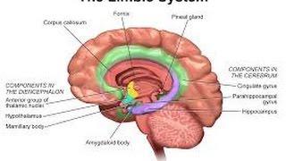 2014 Personality Lecture 16 Extraversion amp Neuroticism Biology amp Traits [upl. by Komsa]