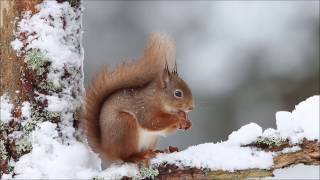 Red Squirrel Project [upl. by Eemaj]