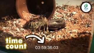 Scorpion Molting Video [upl. by Ocirled358]