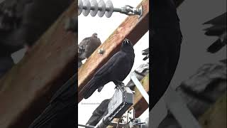 Crows Keep The Power Grid Working crow [upl. by Khalil143]