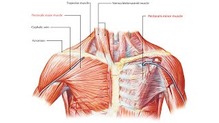 Pectoral region Part 2 [upl. by Cherish506]