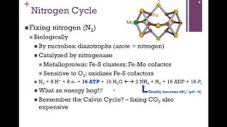 132Nitrogen Cycle [upl. by Adnyleb]