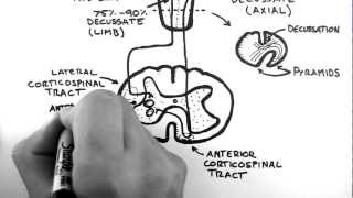 Spinal Pathways 4  Corticospinal Tract [upl. by Mini]