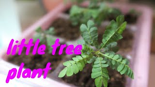 Grow biophytum sensitivum from seed  Little Tree Plant [upl. by Lyris]