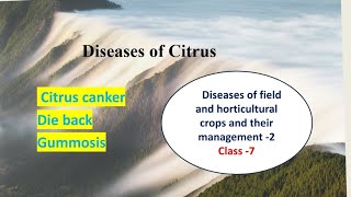 Diseases of Citrus  Citrus canker Gummosis and Die back  Hindi Explanation [upl. by Adiaz]