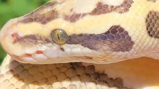 Pastel Enchi Desert Ghost 👻 💯 Clown 🤡 adult male [upl. by Lilllie]