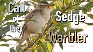 Sedge Warbler Call birds birdsounds [upl. by Ikcim]