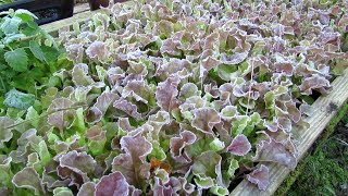 Examples of Cool Weather Vegebles that Can Take a Frost  Lettuce Kale amp More Frost Pictures [upl. by Edora]