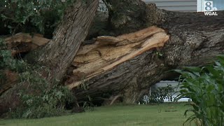 Severe storms bring down 200yearold tree in Pa [upl. by Trevar490]