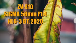 【4K】Cinematic Color Grading Sony HLG3 BT2020 Use Sony ZVE10  Sigma 56mm f14 DC DN [upl. by Hashimoto]