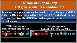 VDJ Recombination The Role of 12bp RSS to 23bp RSS  RAG1  RAG2  Recombination Signal sequence [upl. by Anhsirk]