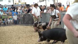 Carroll County Fair Swine Market Show 2023 [upl. by Elsi252]