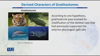 Derived Characters of Gnathostomes  Biodiversity amp EvolutionII  BT201Topic055 [upl. by Ivetts]