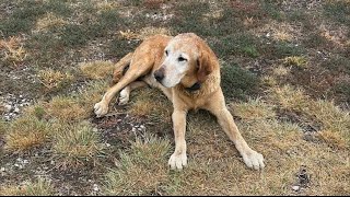 Animal Shelter Puts Down Dog Without Owners Permission [upl. by Oremar]