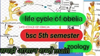 bsc 5th semester life cycle of obelia zoologyobelia lifecycleofobrliabiology education obelia [upl. by Wanonah946]