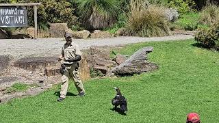 Spirits of the Sky Show  Healesville Sanctuary Victoria12292023 [upl. by Belva]