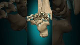 Metatarsophalangeal joint interphalangeal joint of foot flexion extension footjoint joint [upl. by Elston]