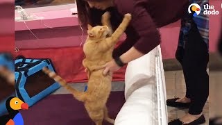 Cat With Brain Condition Loves to Hug Mom  The Dodo [upl. by Armitage952]