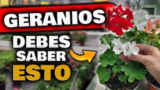 Si Tienes GERANIOS ¡DEBES SABER ESTO Porqué no Florecen los Geranios o Novios Abono para Plantas [upl. by Sidnac]