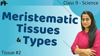 Meristamatic Tissues 2 Class 9 Science CBSE 9th Biology [upl. by Lust]