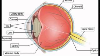 Picture Of The Eye Anatomy [upl. by Ylellan]