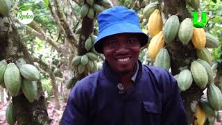 AYEKOO COCOA FARMERS SHARE TESTIMONIES ON POLLINATION [upl. by Eycats]