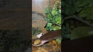 Amphiuma Feeding outdoorswithjay amphibian amphiuma feedshorts [upl. by Dace]