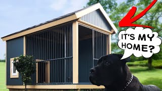 Build Dog House Timelapse [upl. by Novit652]