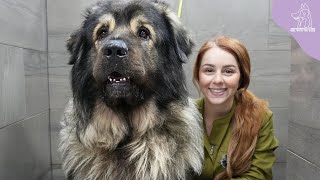 A MASSIVE Dog Breed Ive Never Even Heard Of Before  Šarplaninac [upl. by Helaina786]