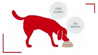 Royal Canin Nutritional Truths Debunking Pet Food Ingredient Myths [upl. by Reviere]