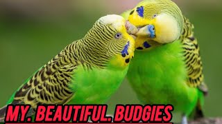 My Budgies Parrots 🦜 ❤️ ♥️islarygarden [upl. by Assiram597]